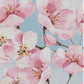 Ultimate Guard - RTE Boulder 100+ - Floral Places IV - Cherry Blossom